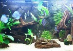 aquarios-e-peixes-patos-de-minas-1353007012