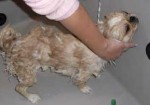 banho-e-tosa-de-animais-patos-de-minas-1353007442