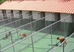 hotel-para-animais-patos-de-minas-1353010538