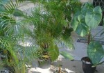 plantas-ornamentais-patos-de-minas-1353103521