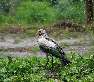 Patos de Minas chuva