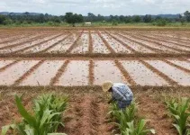 plantio de milho