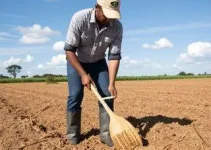 Sementes São Francisco