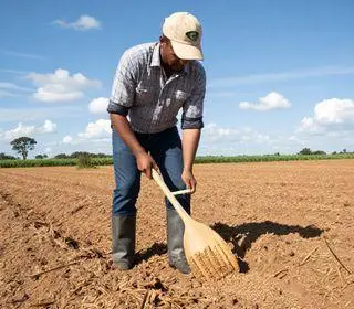 Sementes São Francisco