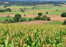 situação das lavouras de milho em Patos de Minas