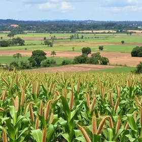 situação das lavouras de milho em Patos de Minas