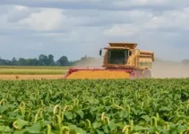 colheita de soja