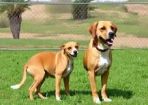 Conselho Municipal de Defesa e Proteção Animal de Patos de Minas