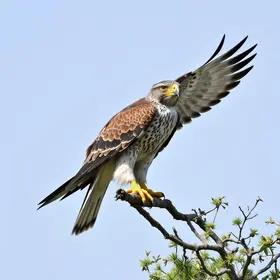 Falcão deixa a prefeitura de Patos de Minas