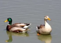 nova policlínica em Patos de Minas