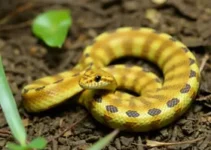 serpentes em Carmo do Paranaíba