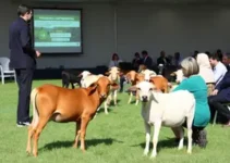 manejo populacional de animais domésticos