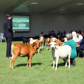 manejo populacional de animais domésticos