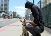 mutirão de vacinação antirrábica