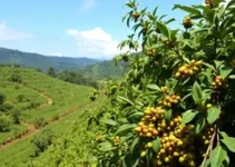 safra de café em Minas Gerais